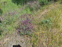 Flora del Cerro Masatrigo